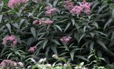 Eupatorium purpureum