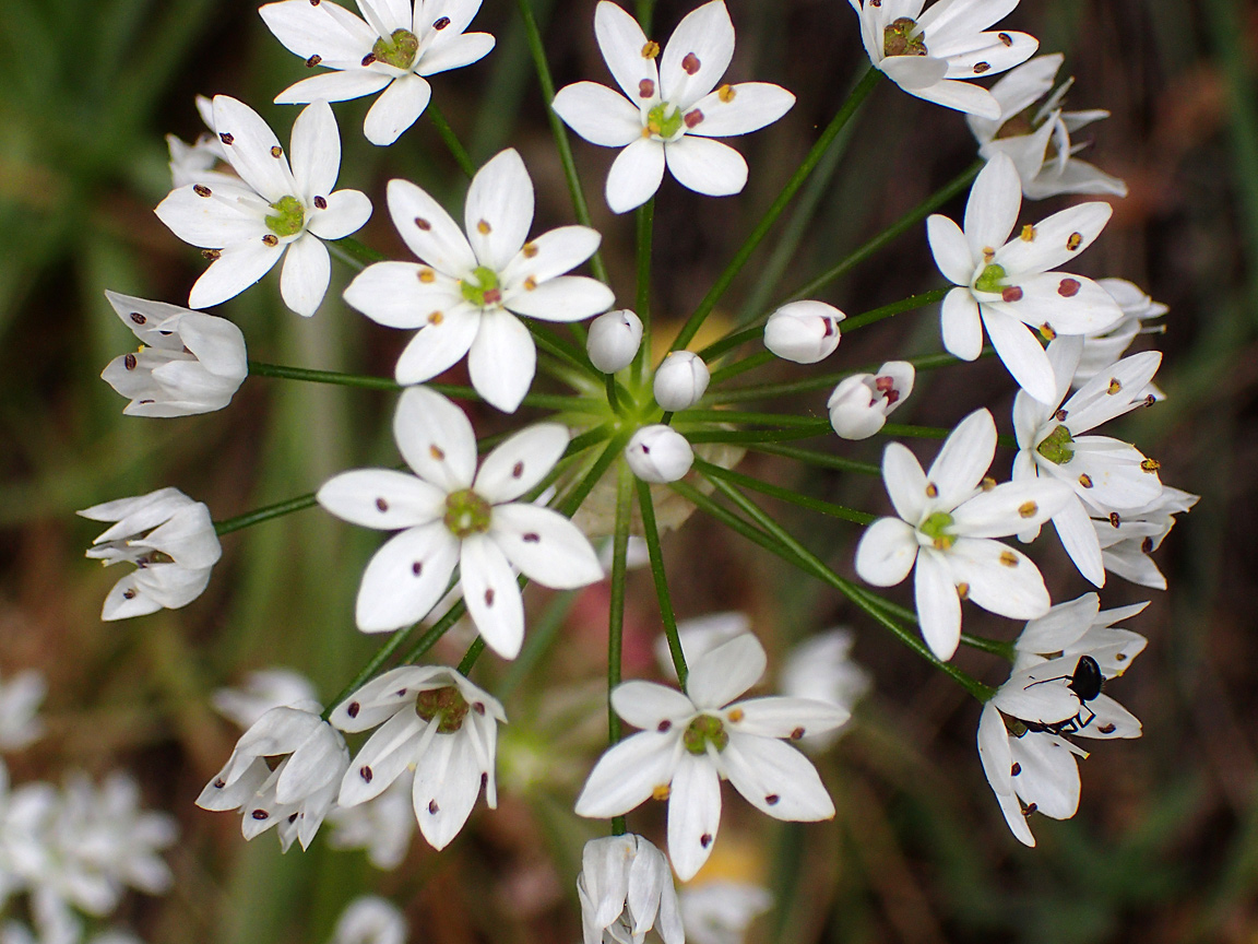 Изображение особи Allium subhirsutum.