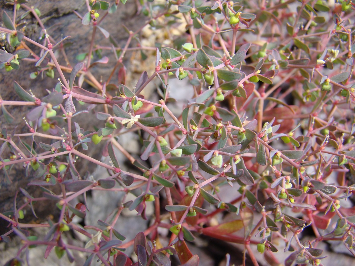 Изображение особи Euphorbia szovitsii.