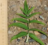 Sium latifolium. Лист (вид сверху). Восточный Казахстан, г. Усть-Каменогорск, правый берег р. Иртыш, влажный луг. 24.07.2018.