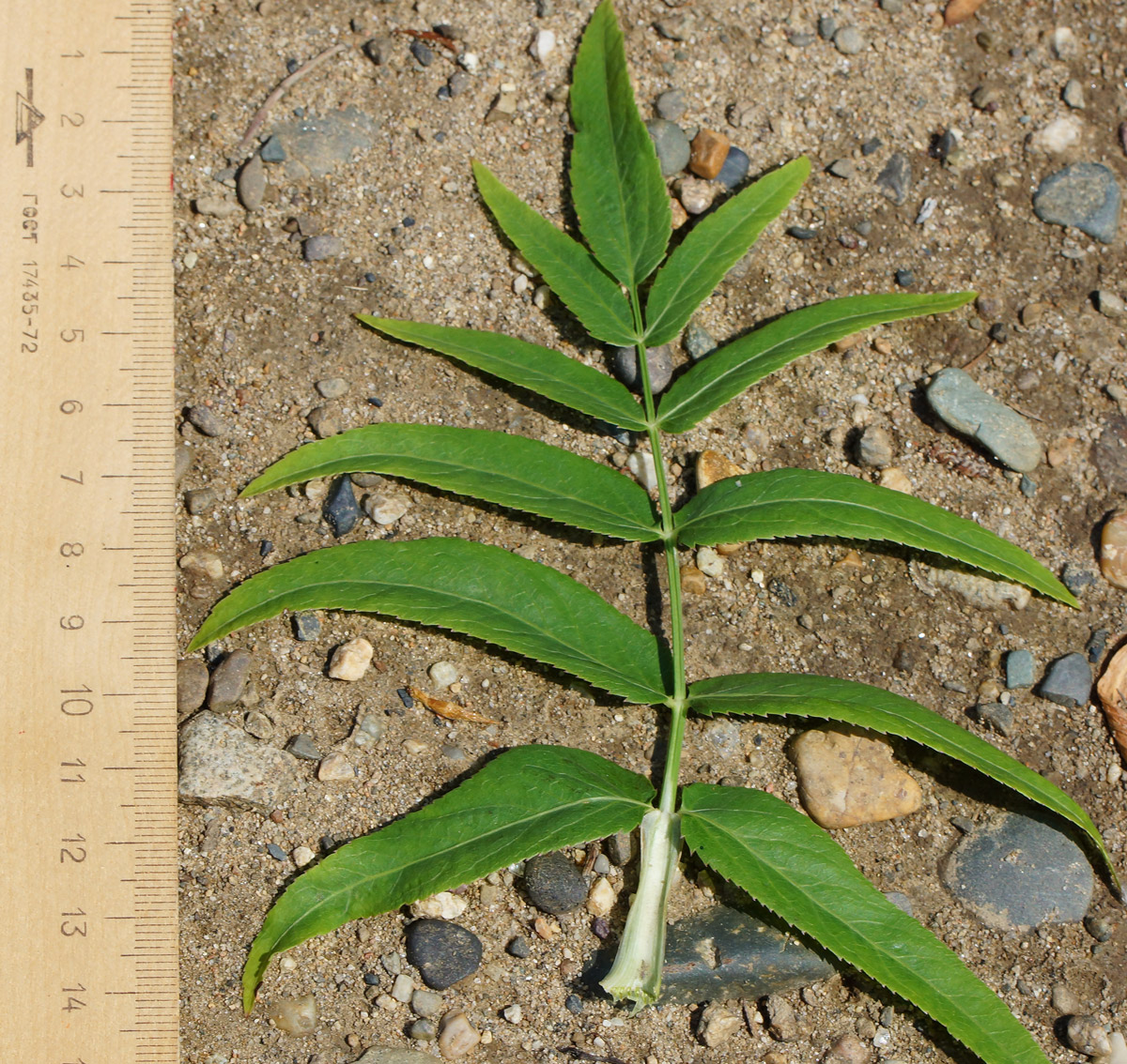 Image of Sium latifolium specimen.