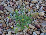 Senecio viscosus