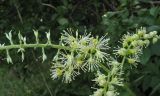 Cimicifuga europaea
