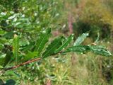 Salix udensis. Часть побега. Магаданская обл., окр. г. Магадан, ост. \"Аммональная\", разнотравная поляна близ р. Балахапчан. 28.08.2018.