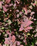 Berberis форма atropurpurea