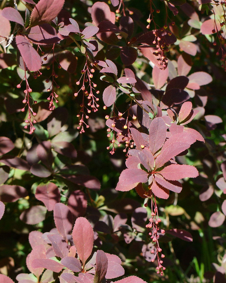 Image of Berberis vulgaris f. atropurpurea specimen.