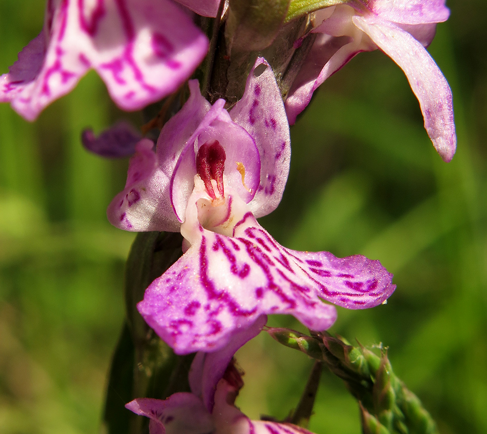 Image of Dactylorhiza fuchsii specimen.