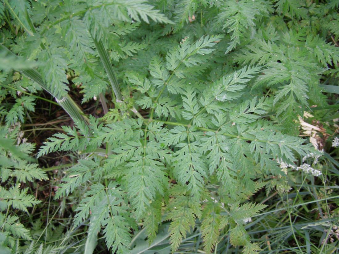 Image of Anthriscus sylvestris specimen.