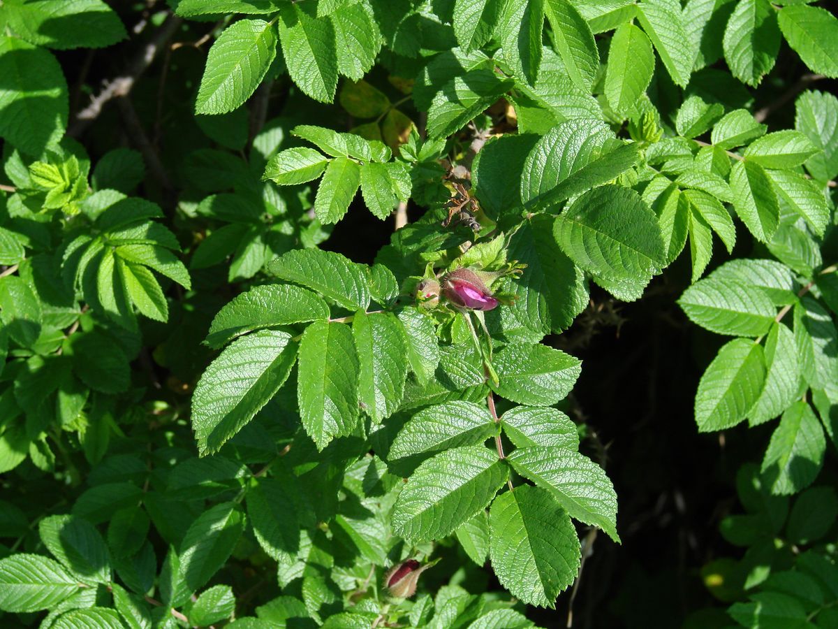 Image of Rosa rugosa specimen.