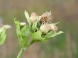 Cirsium oleraceum