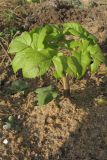Archangelica officinalis