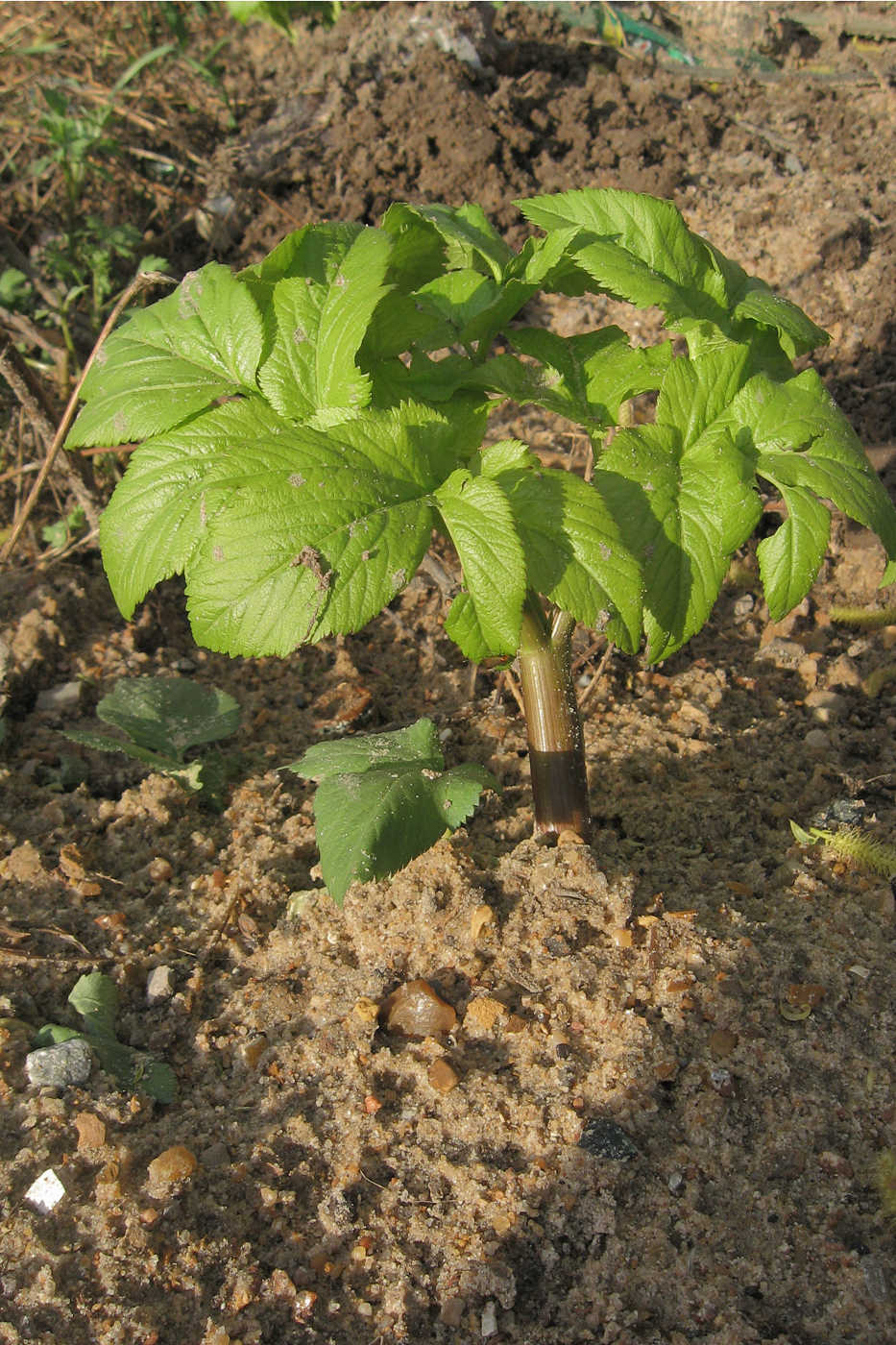 Изображение особи Archangelica officinalis.