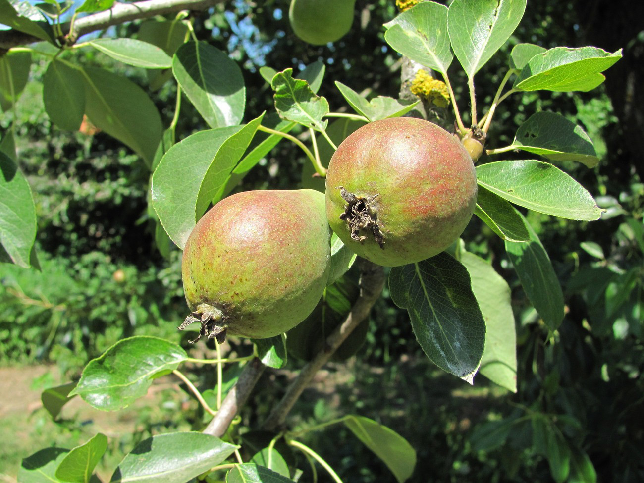 Image of Pyrus communis specimen.