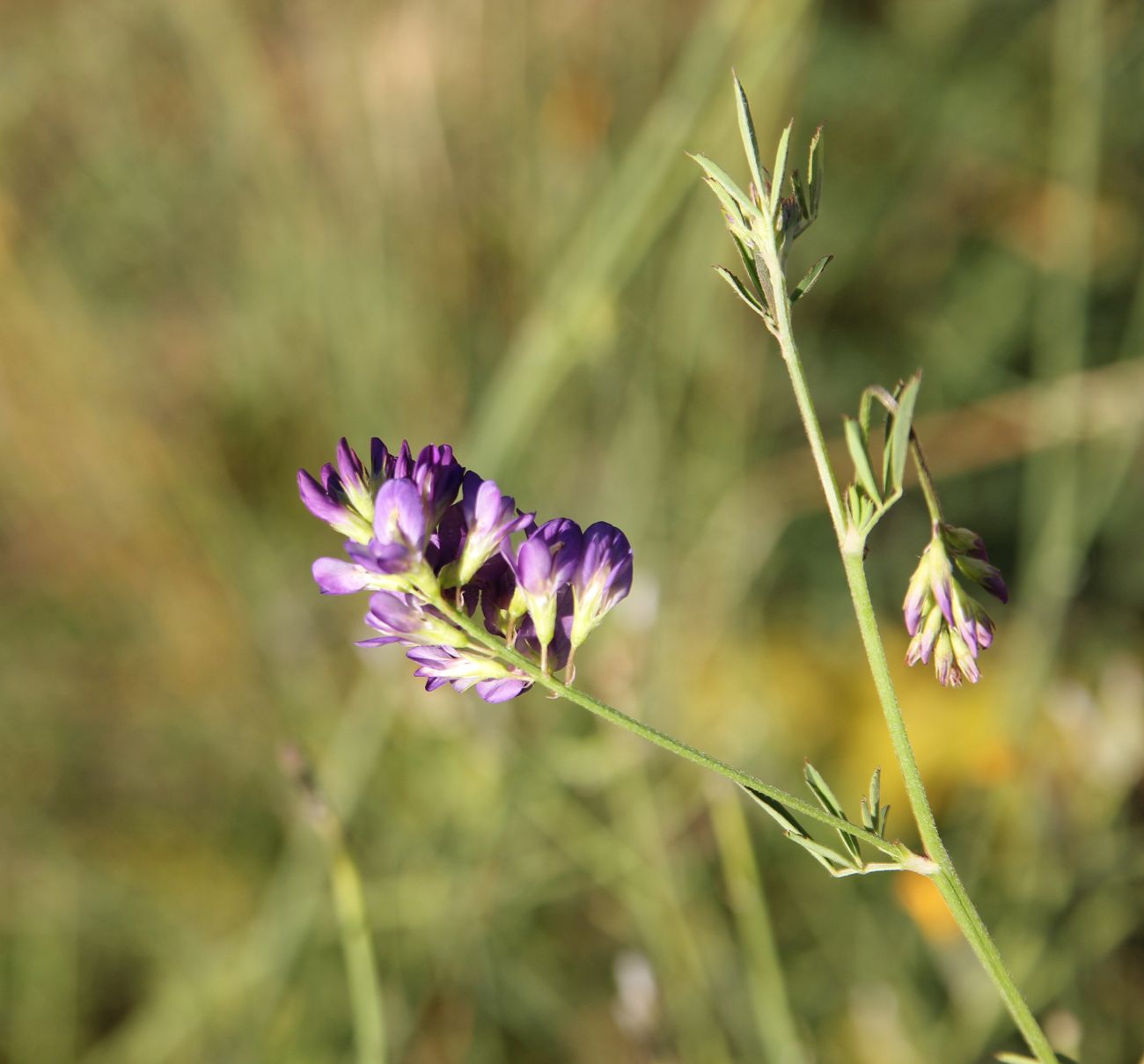 Изображение особи род Medicago.