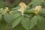 Lonicera xylosteum. Часть цветущей ветви. Костромская обл., Судиславский р-н, окр. дер. Антипино, долина р. Дунайка (левый приток р. Меза), ельник кисличный. 27.05.2018.