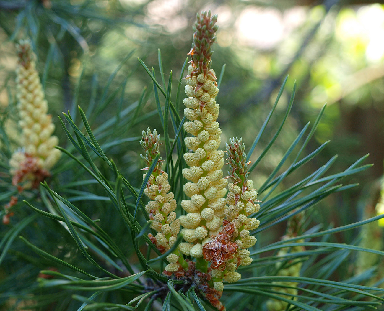 Изображение особи Pinus sylvestris.