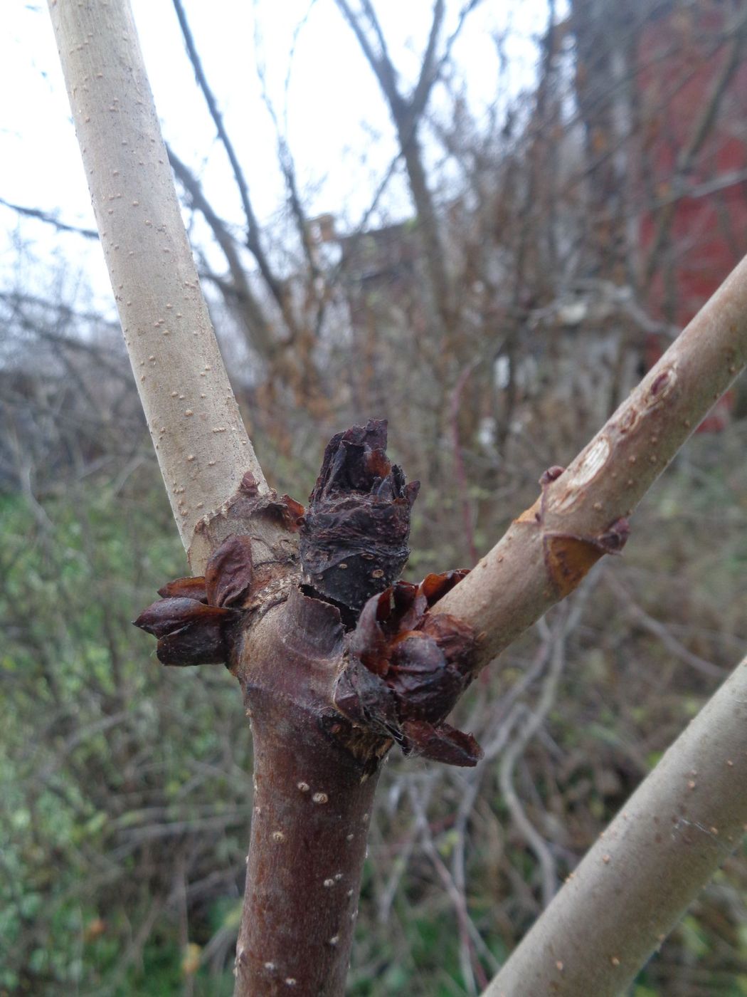 Изображение особи Aesculus hippocastanum.