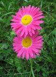 Pyrethrum coccineum