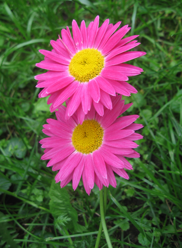 Image of Pyrethrum coccineum specimen.