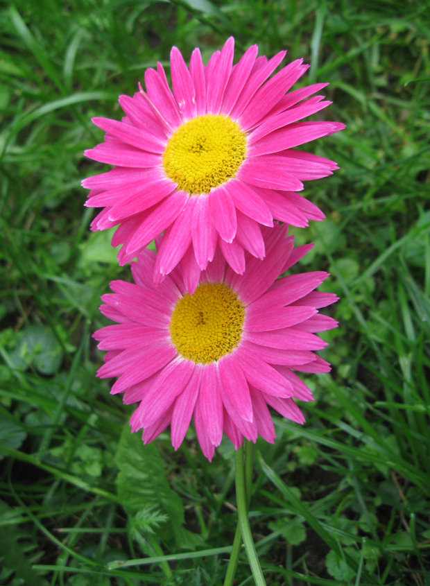 Изображение особи Pyrethrum coccineum.