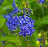 Duranta erecta