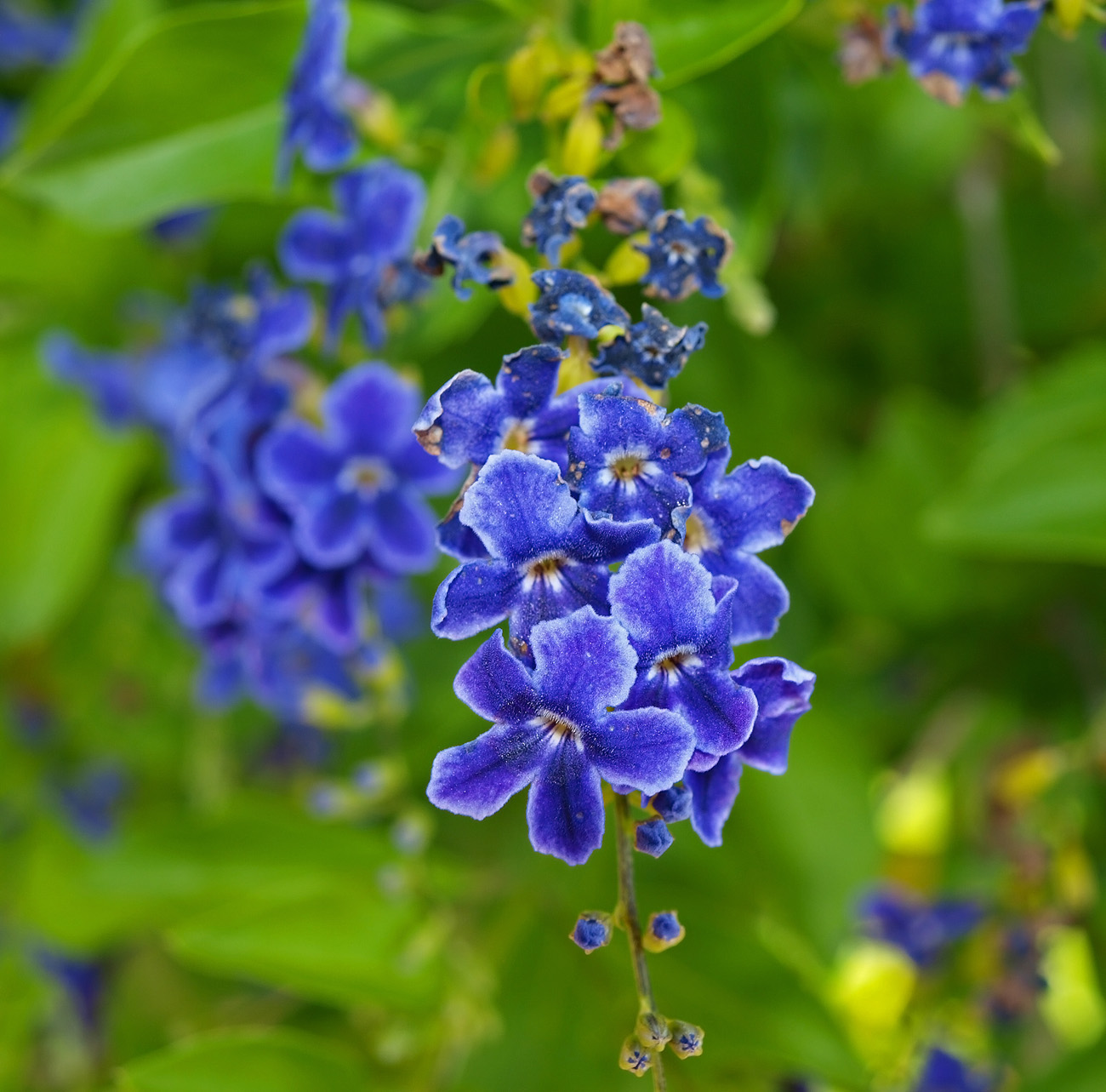 Image of Duranta erecta specimen.