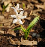 Scilla bifolia