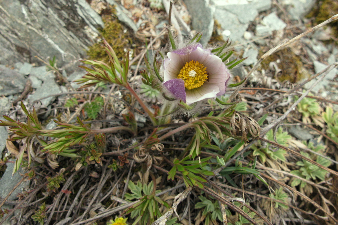 Image of Pulsatilla herba-somnii specimen.