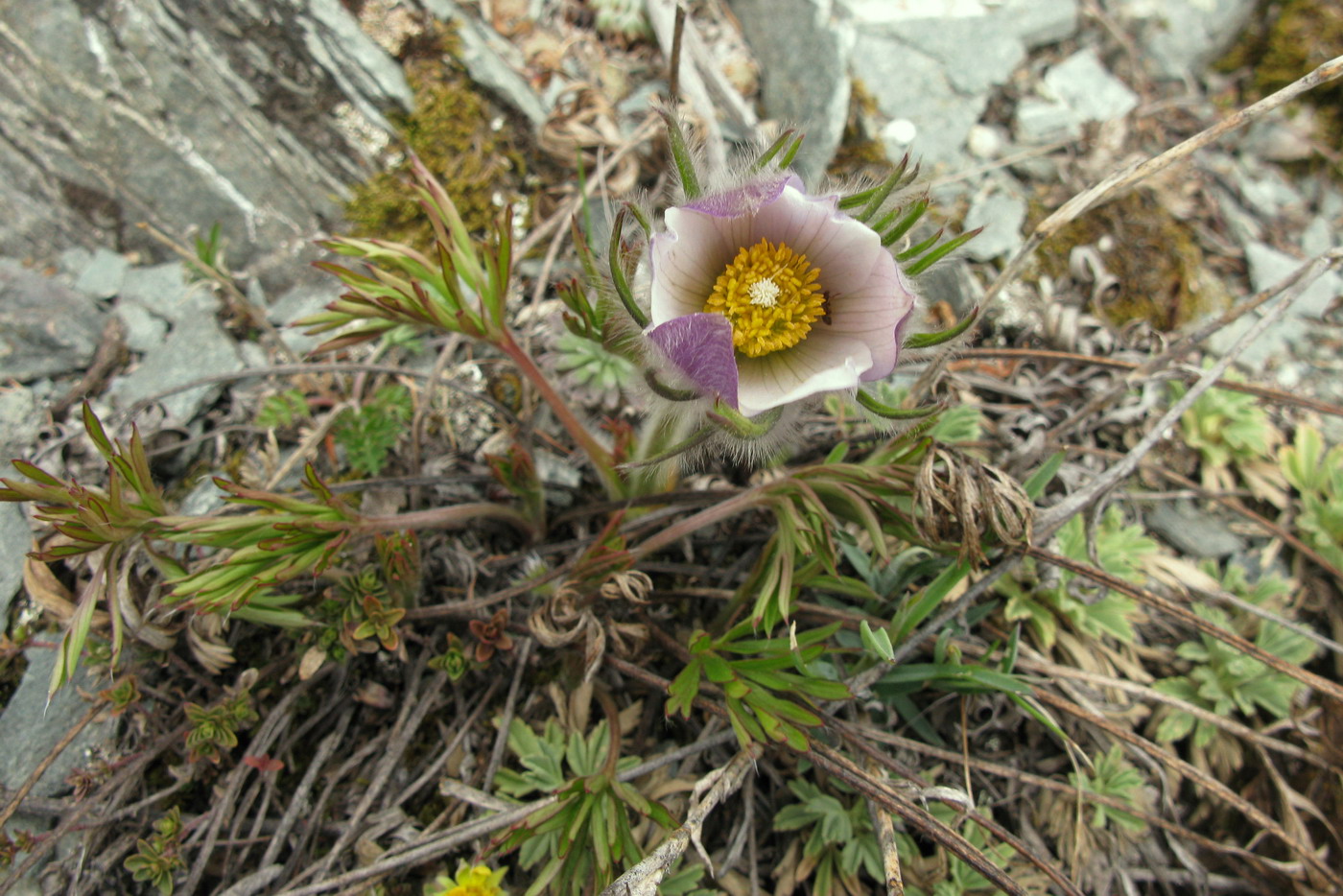 Изображение особи Pulsatilla herba-somnii.