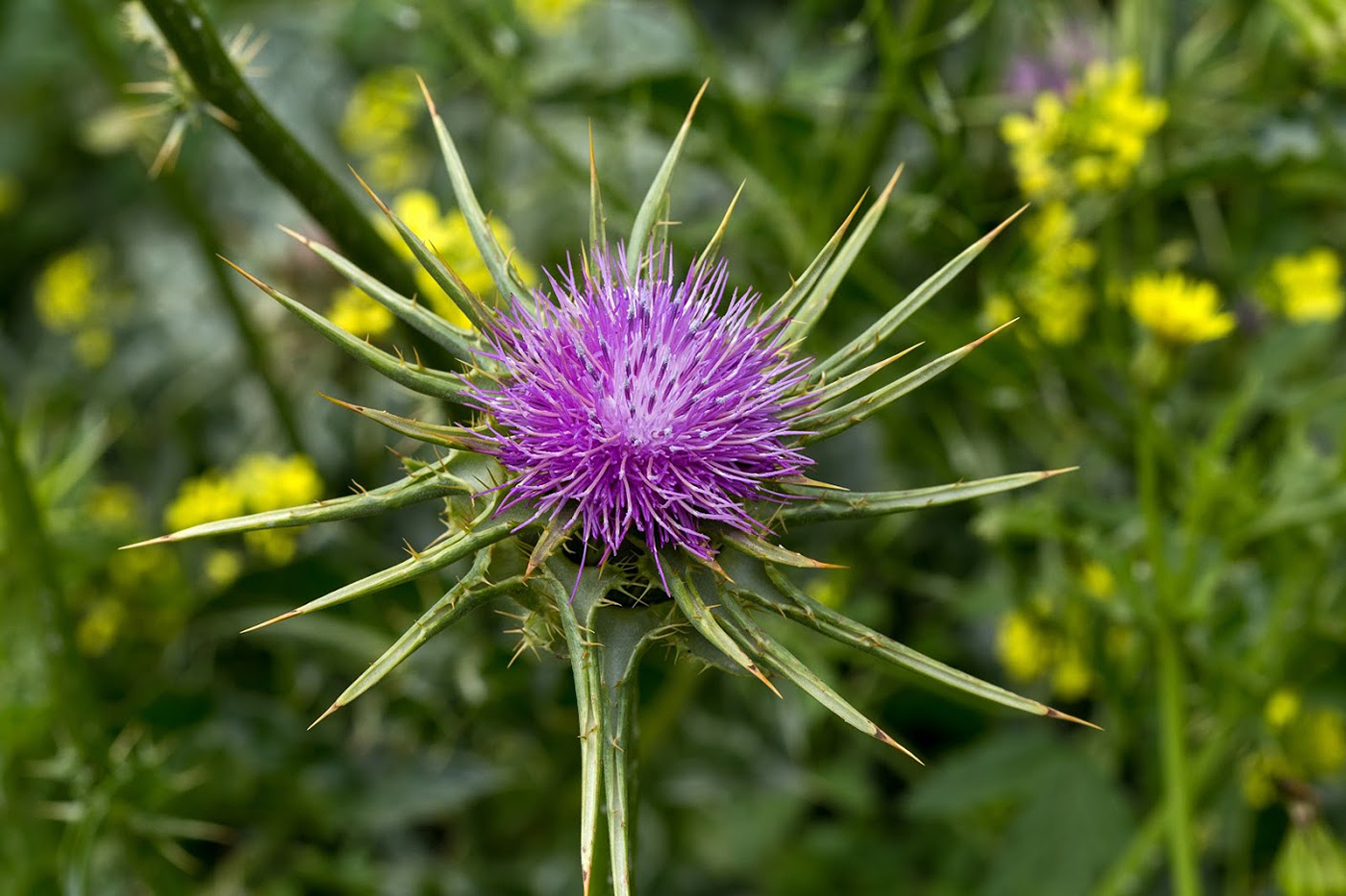 Изображение особи Silybum marianum.