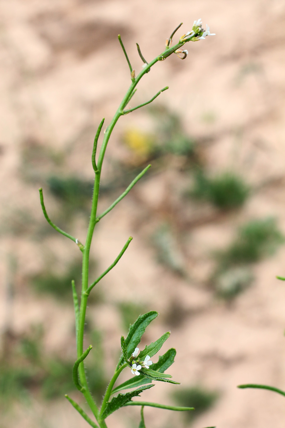 Image of Neotorularia torulosa specimen.