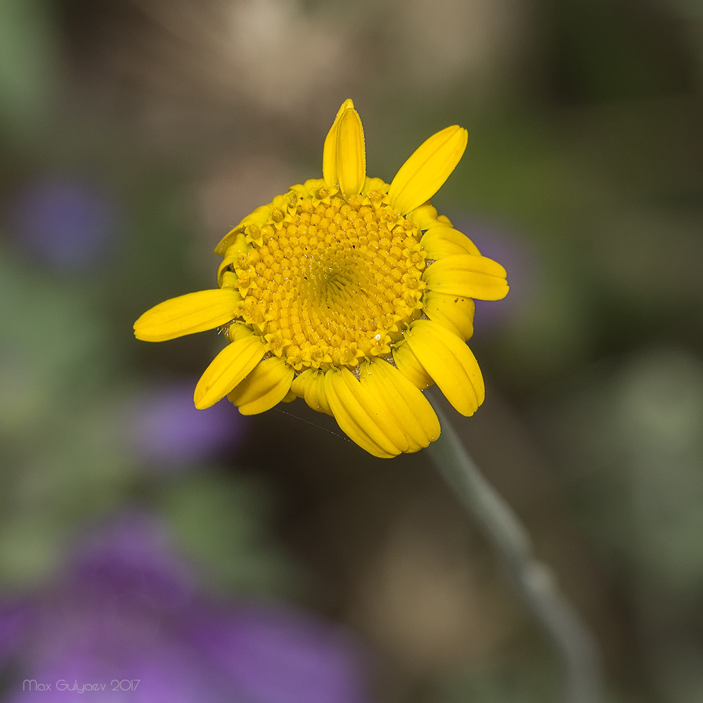 Image of Anthemis tinctoria specimen.