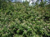 Lonicera tatarica