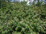 Lonicera tatarica. Крона цветущего растения. Мурманск, сквер по улице Воровского (район площади Пять Углов). 06.07.2010.