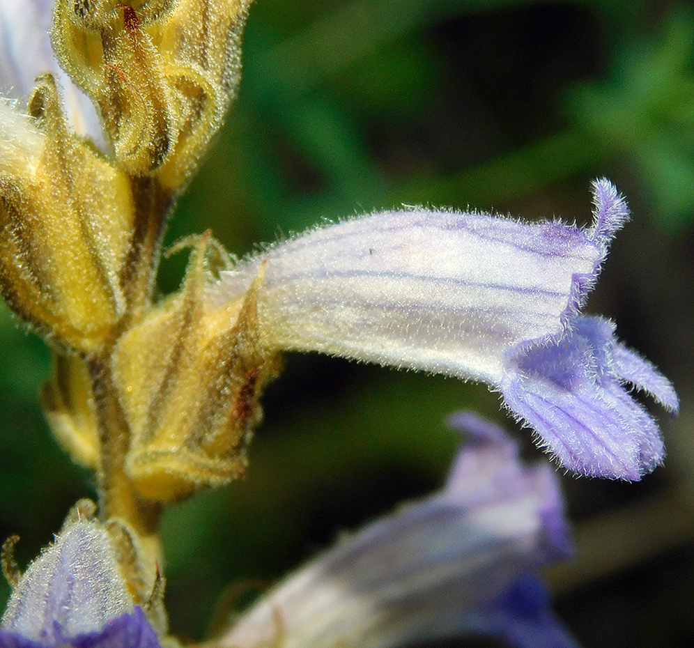 Image of Phelipanche purpurea specimen.