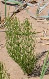 Equisetum arvense