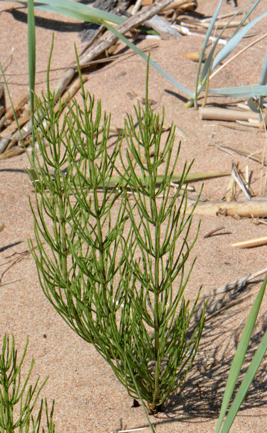 Изображение особи Equisetum arvense.