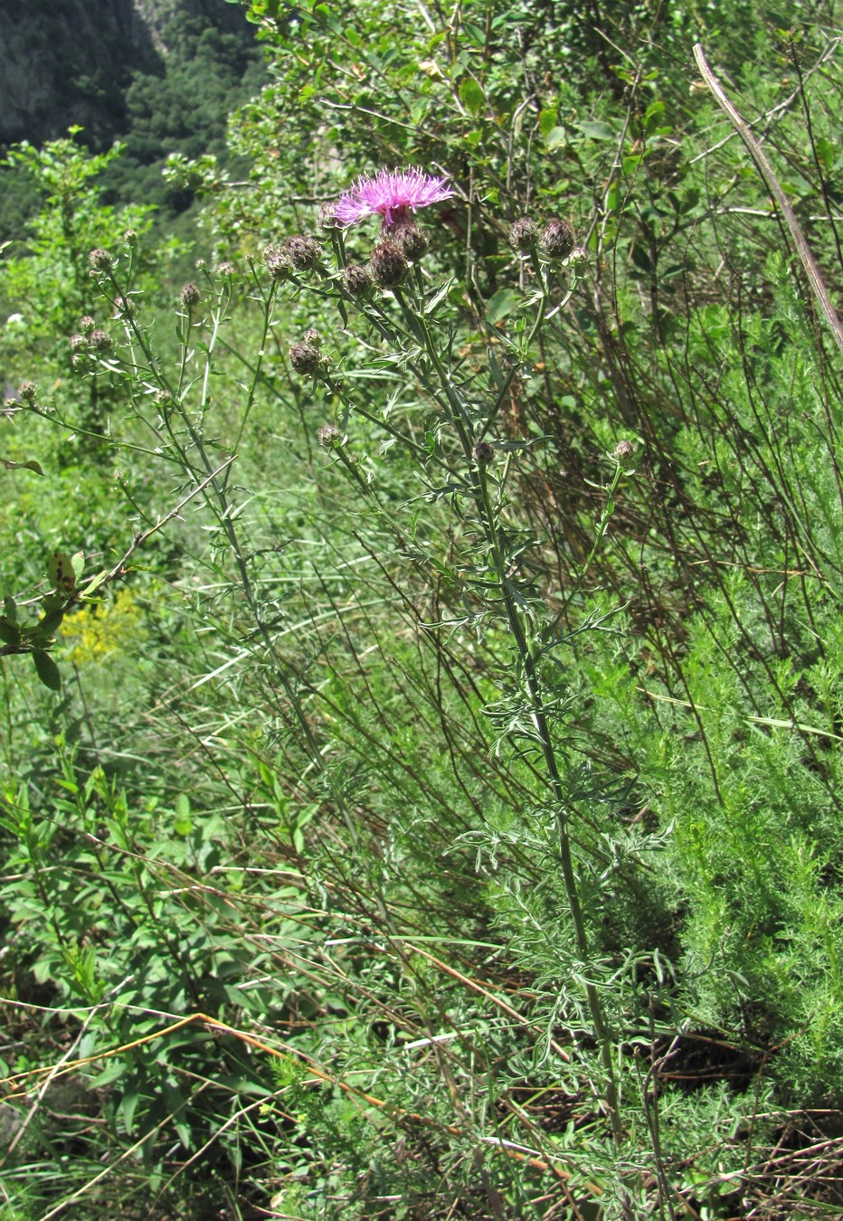 Изображение особи Centaurea ossethica.