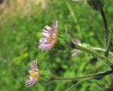 Erigeron acris. Часть веточки с соцветиями. Кабардино-Балкария, Эльбрусский р-н, долина р. Каяртысу, ок. 1700 м н.у.м., луговина у лесной дороги. 02.07.2019.