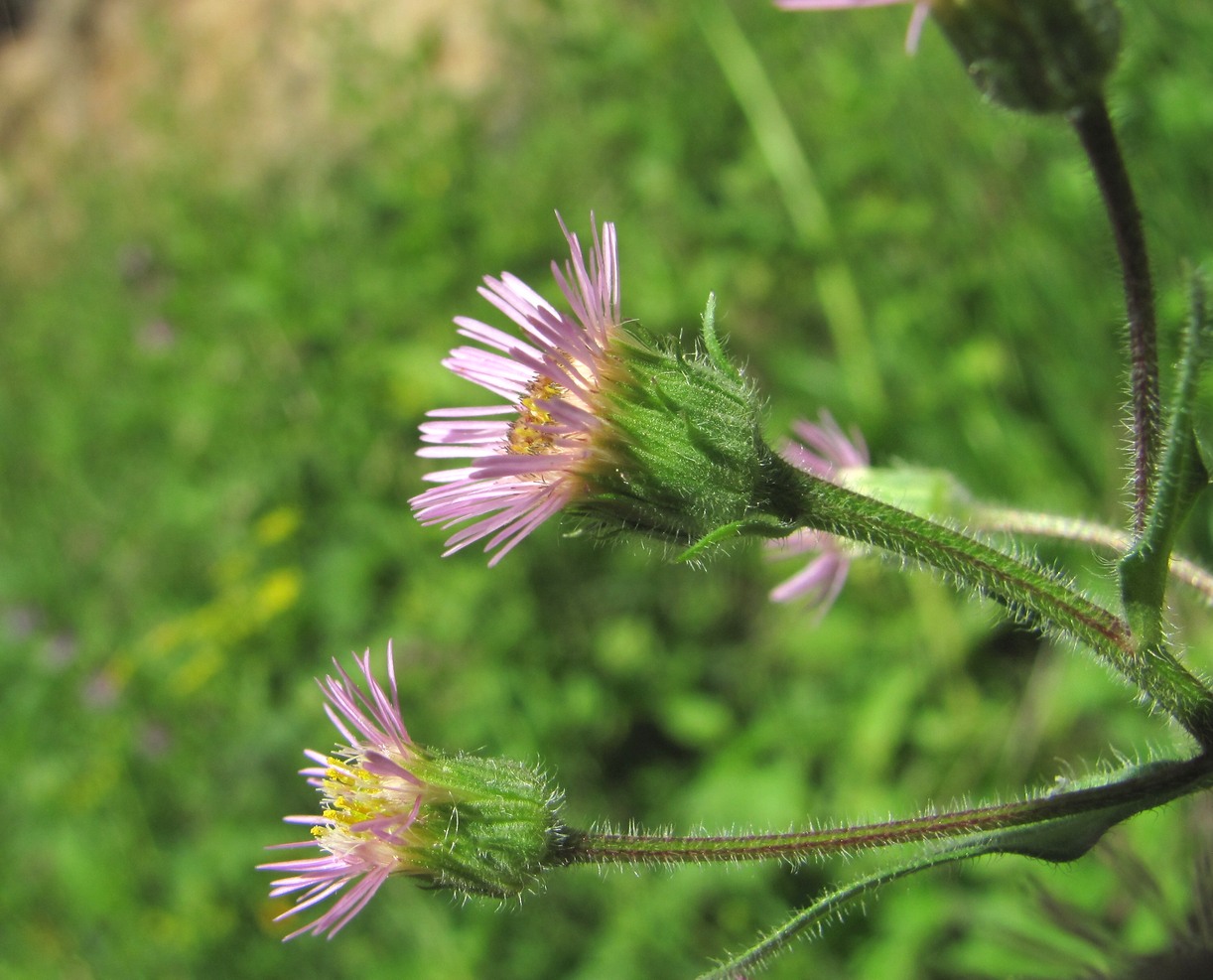 Изображение особи Erigeron acris.