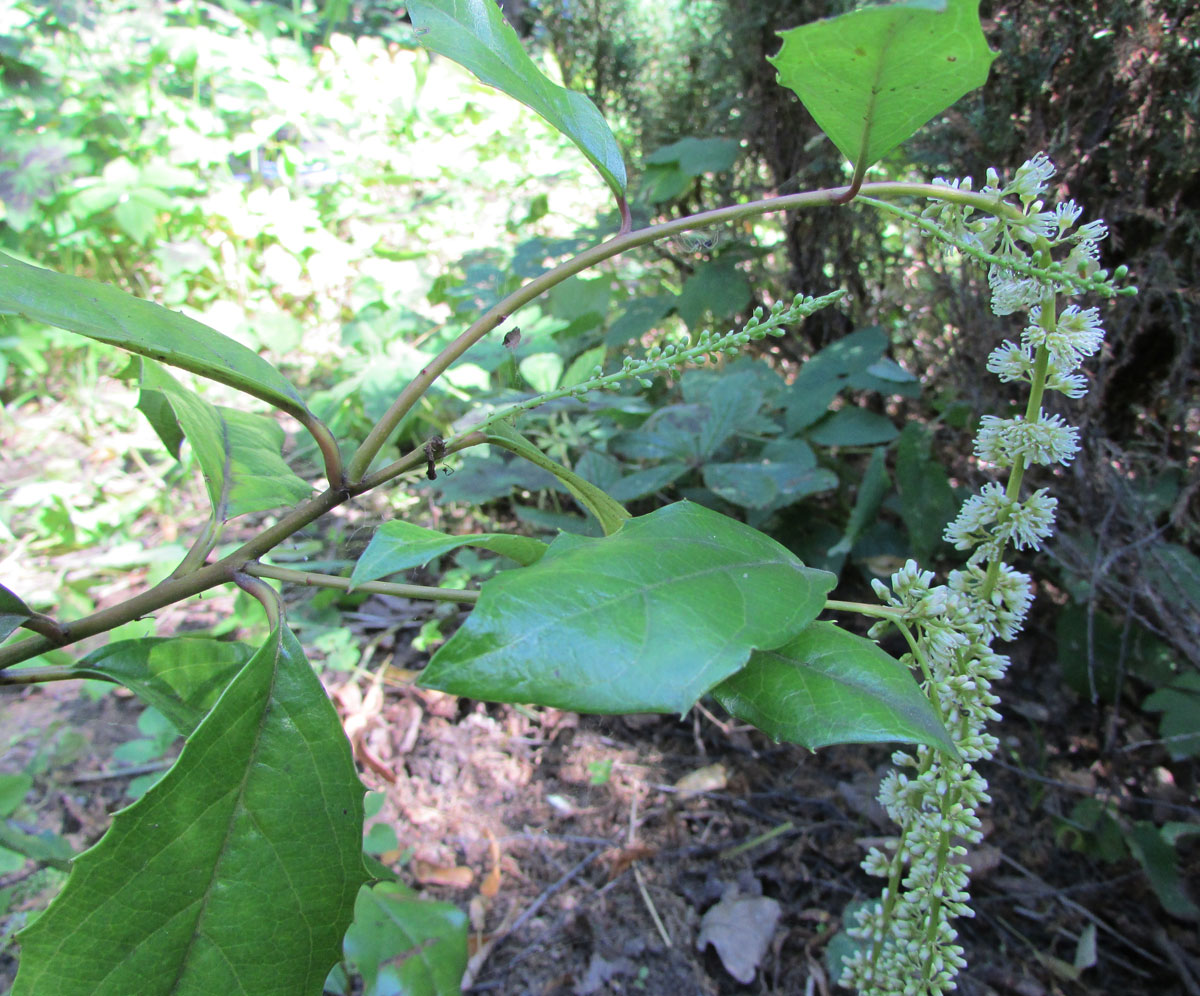 Изображение особи Itea ilicifolia.