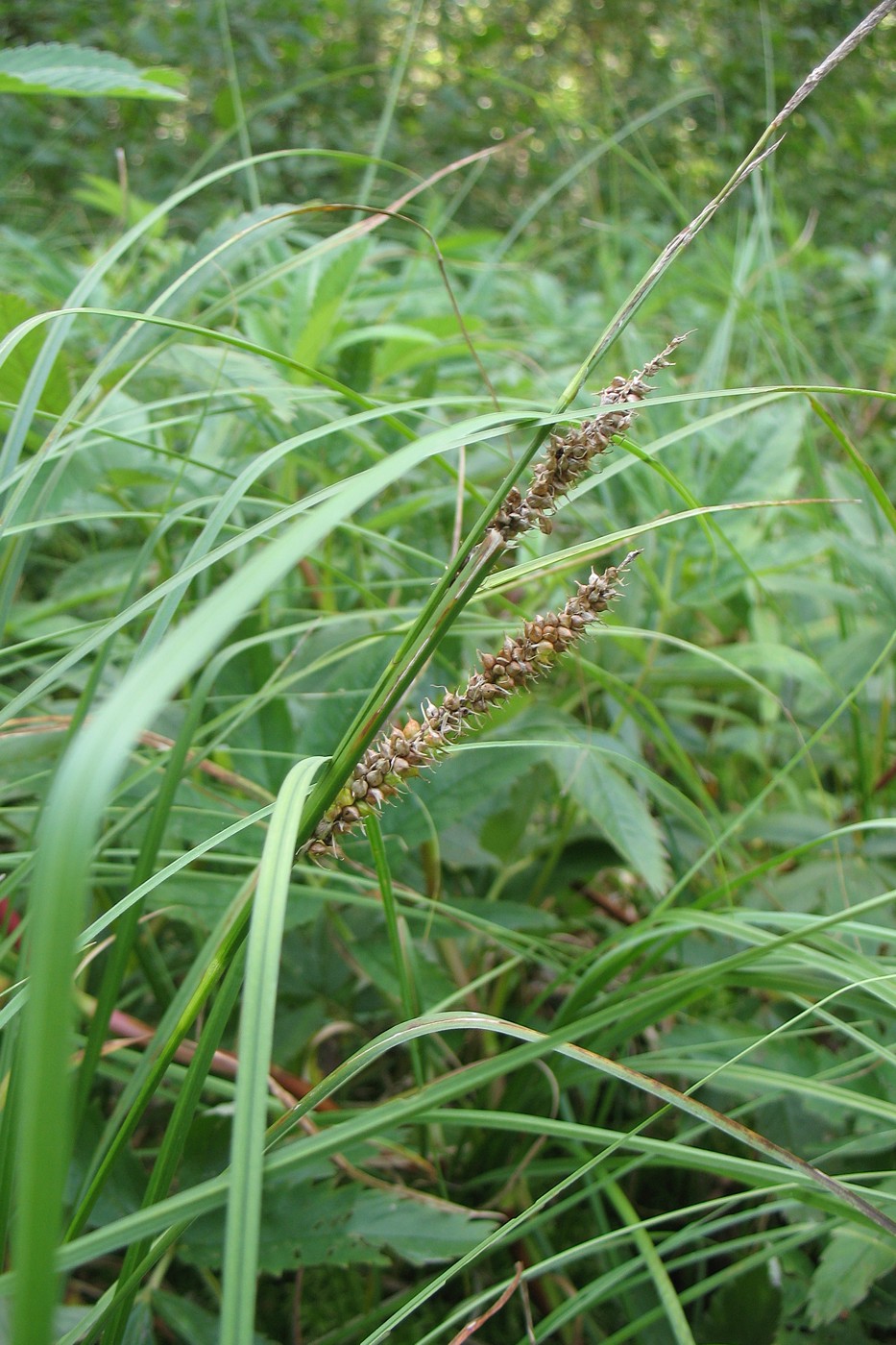 Image of Carex rostrata specimen.