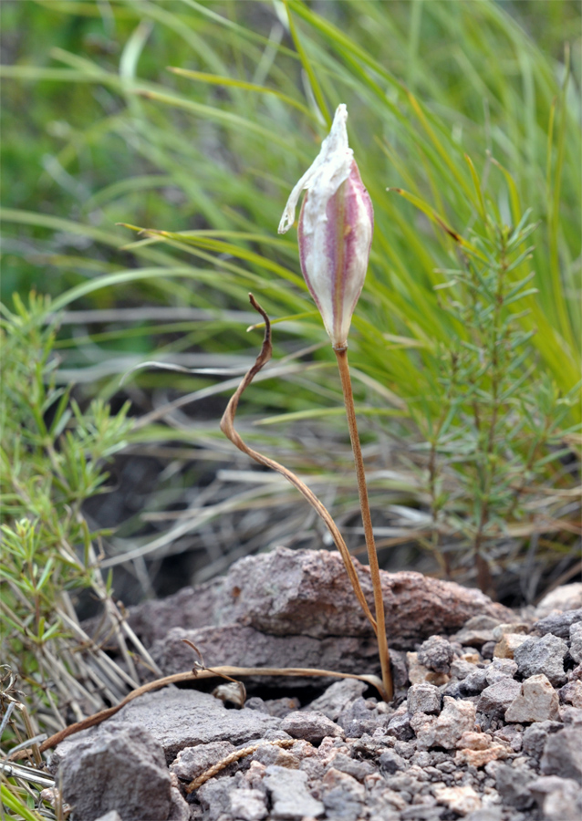 Image of Tulipa uniflora specimen.