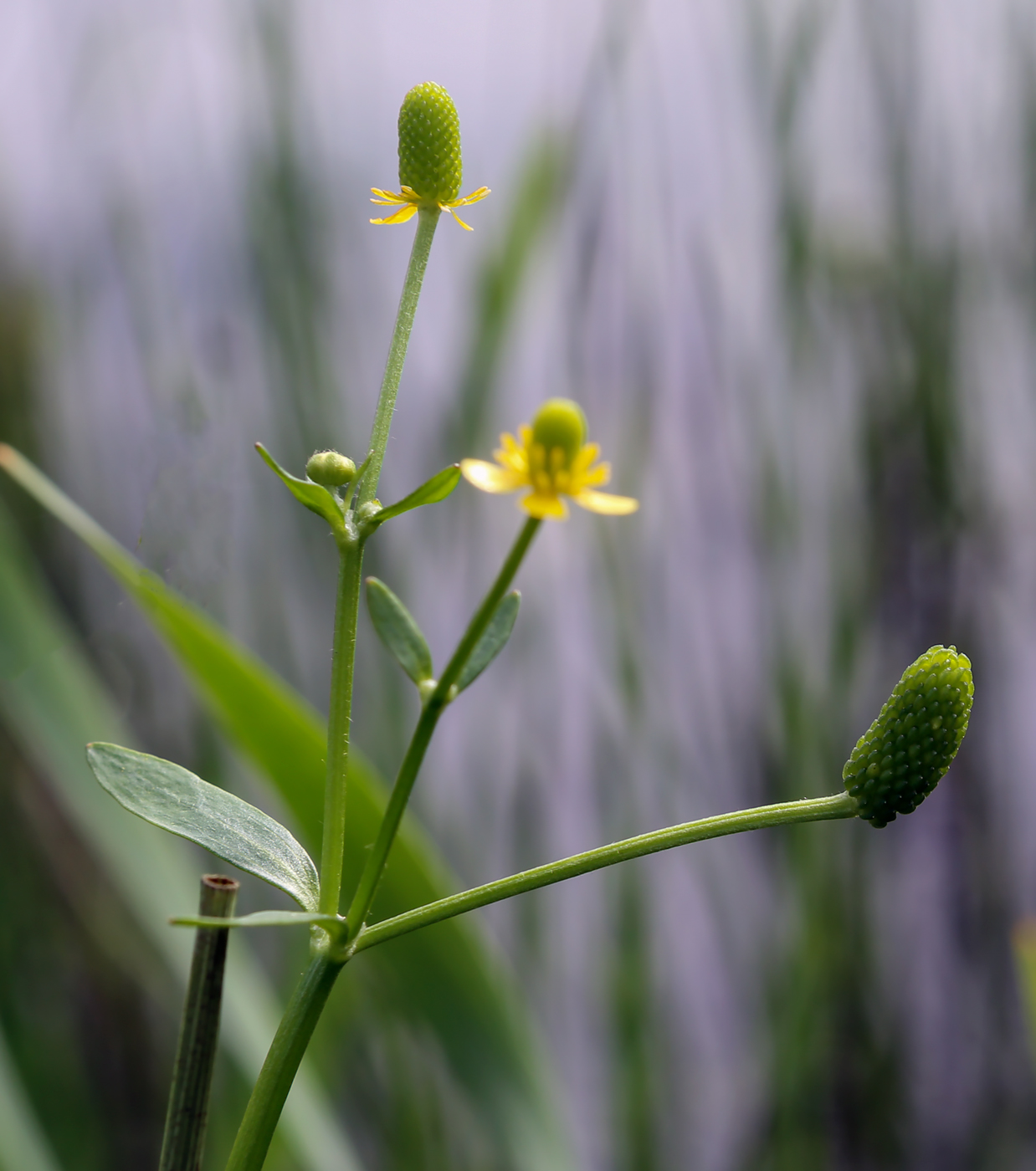 Image of Ranunculus sceleratus specimen.