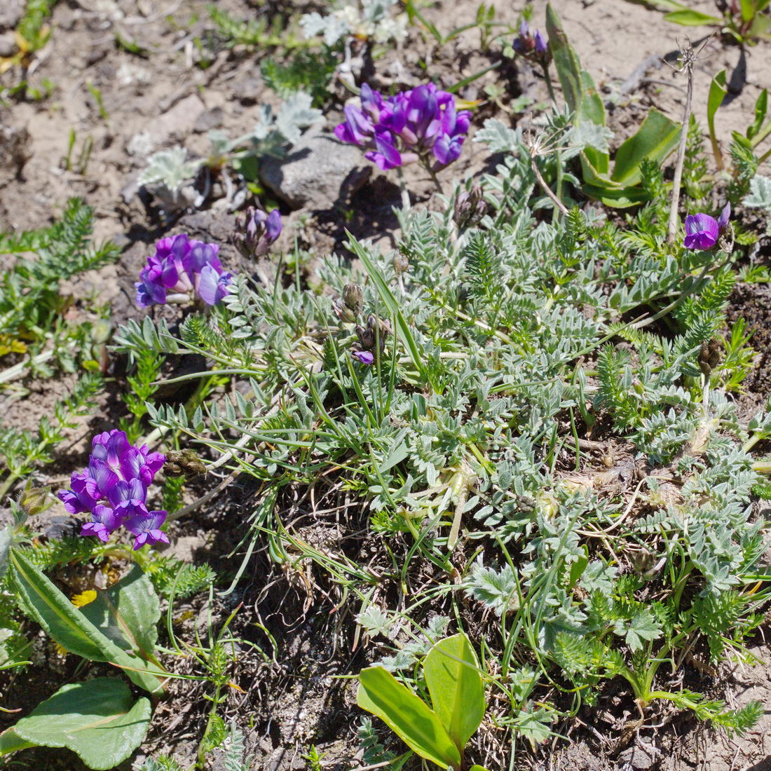 Изображение особи Oxytropis humifusa.