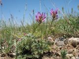 Astragalus kronenburgii. Цветущее растение. Казахстан, Джамбулская обл., подножья Таласского Алатау у левого борта каньона Коксай, ≈ 1900 м н.у.м., предгорная степь на мелкоземах. 7 июня 2019 г.