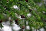 Larix sibirica. Верхушки ветвей с шишками. Челябинская обл., Кыштымский гор. округ, гора Сугомак, ≈ 600 м н.у.м., опушка сосново-лиственичного леса. 04.08.2019.