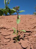 Nepeta micrantha