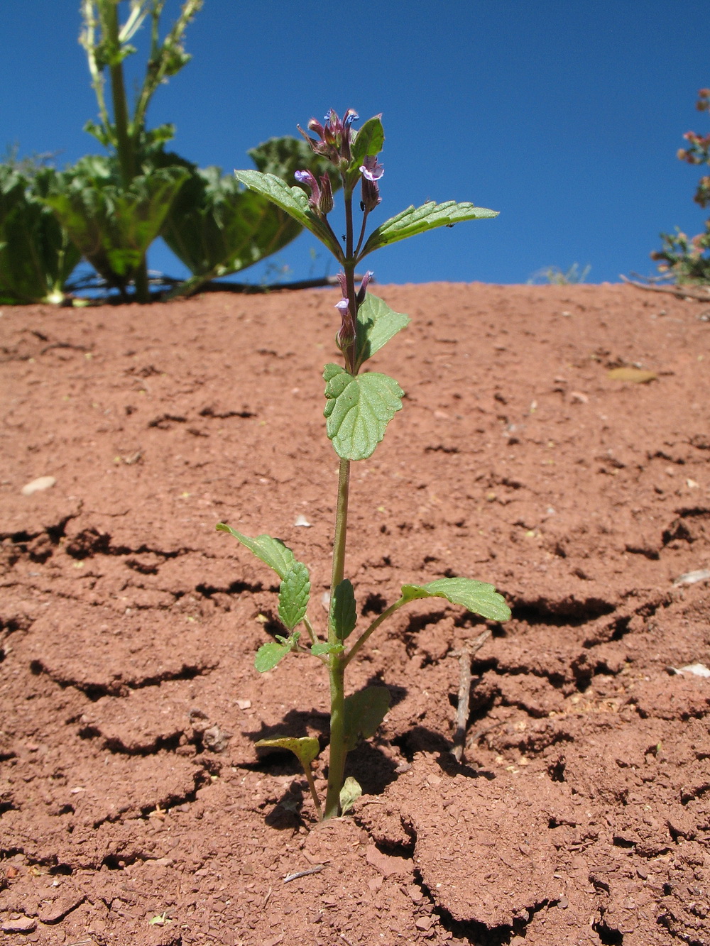 Image of Nepeta micrantha specimen.