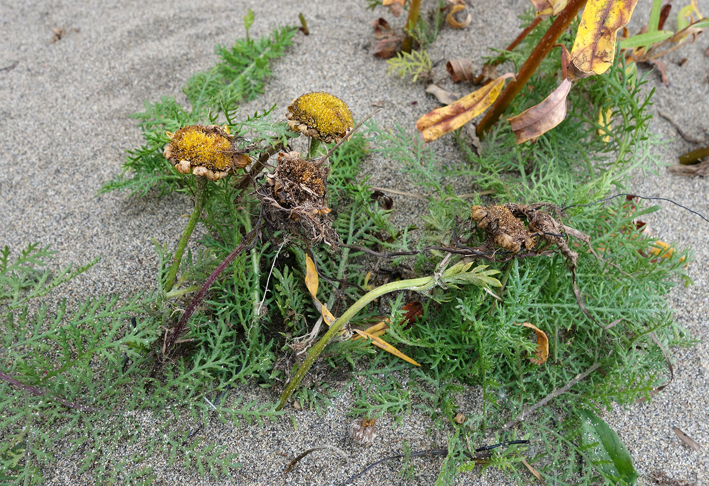 Image of Tanacetum bipinnatum specimen.